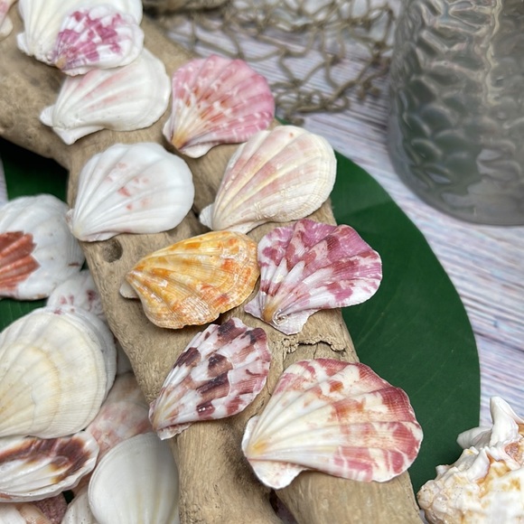 Gorgeous Folded Scallop Seashells Mixed Lot for Jewelry DIY or Nautical Decor - Picture 9 of 13